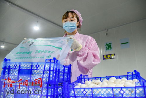 嵩縣田湖鎮(zhèn) 蘑菇種植工廠化 特色產(chǎn)品助振興